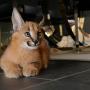 Venta de Animales y mascotas: Tenemos Serval, Savannah F1 y gatitos caracal y ocelote